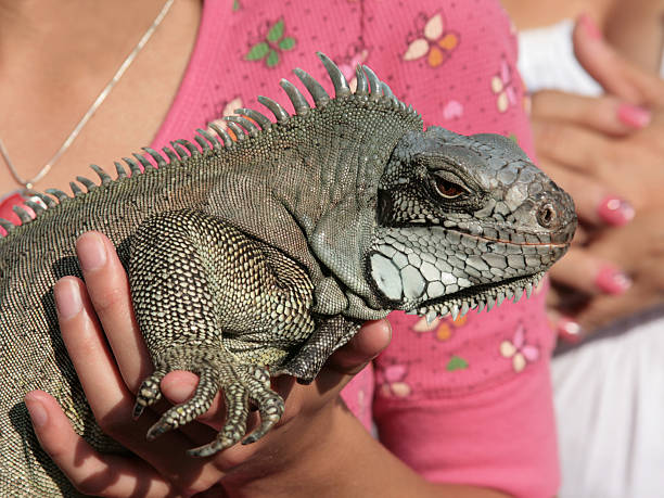 Holding iguana Closeup of an Iguana resting in hands of a girl trishz stock pictures, royalty-free photos & images