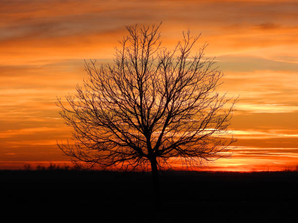 istock sunset in rural field in Vojvodina 1469184631