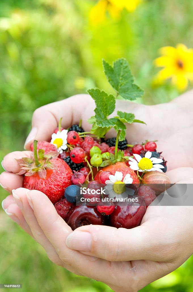 Berries in hands Different summer berries in hands Berry Fruit Stock Photo