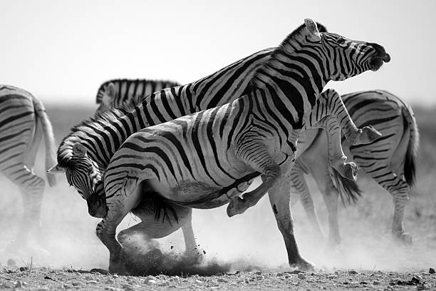 istock Zebra stallions fighting in black-and-white 146918636