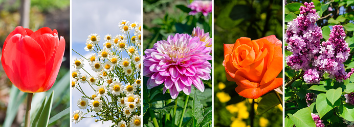 Photo collage of summer gardens and flowers. Wide photo.