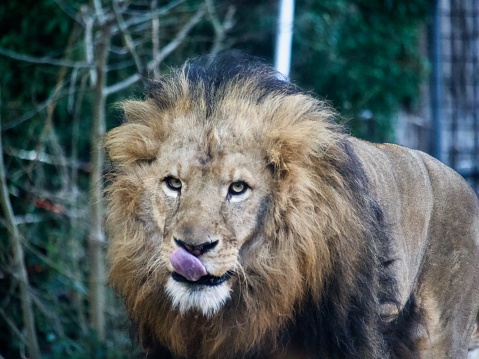 Close up of hungry male lion licking his lips.