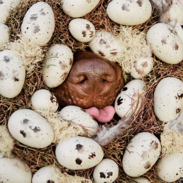 dog nose sticking out of easter wreath, holiday greeting concept Rhodesian ridgeback liver nose dog sticking out of easter wreath decorated with eggs and feathers, holiday greeting concept protruding stock pictures, royalty-free photos & images