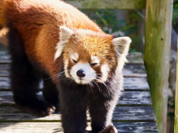 istock Cute red panda close up blinking, squinting 1469188812