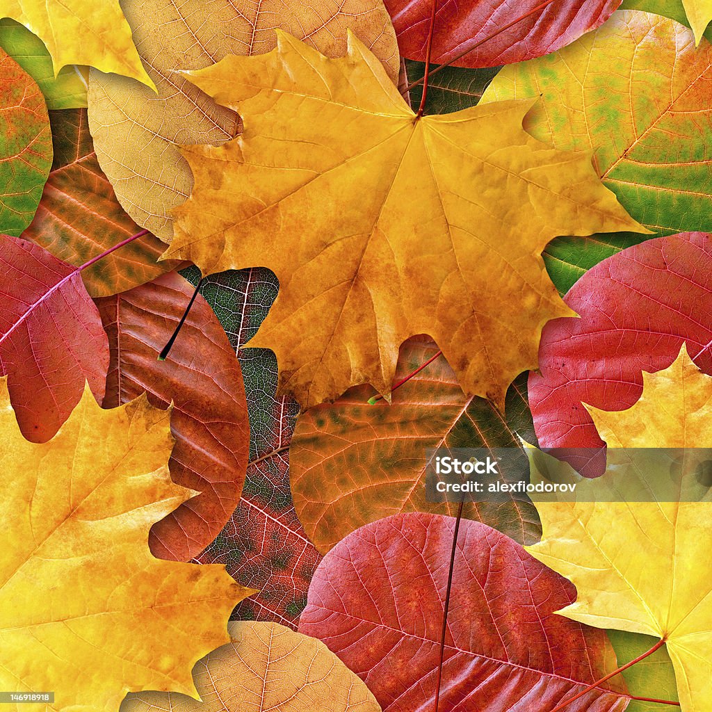 Otoño leafs sin costuras fondo. - Foto de stock de Amarillo - Color libre de derechos