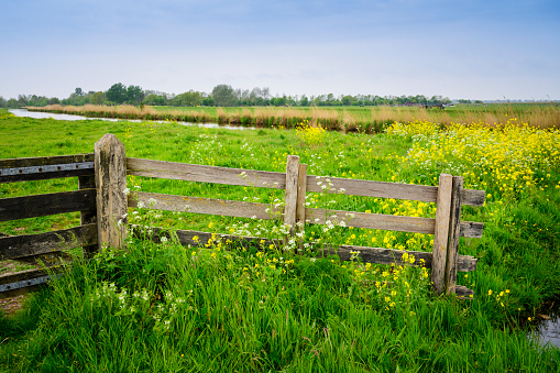 Fence round cattle meadow and yellow flowers in Dutch landscape, North Holland, The Netherlands.