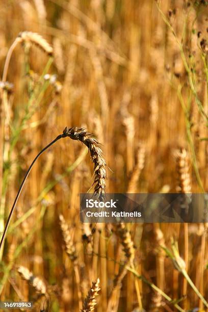 Dorato Della Segale - Fotografie stock e altre immagini di Agosto - Agosto, Agricoltura, Campo