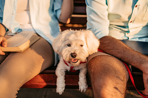 Close-up of a cute Maltese dog sitting between a young couple on a park bench.