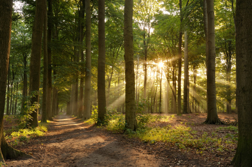Forest path with sunbeams at morning.