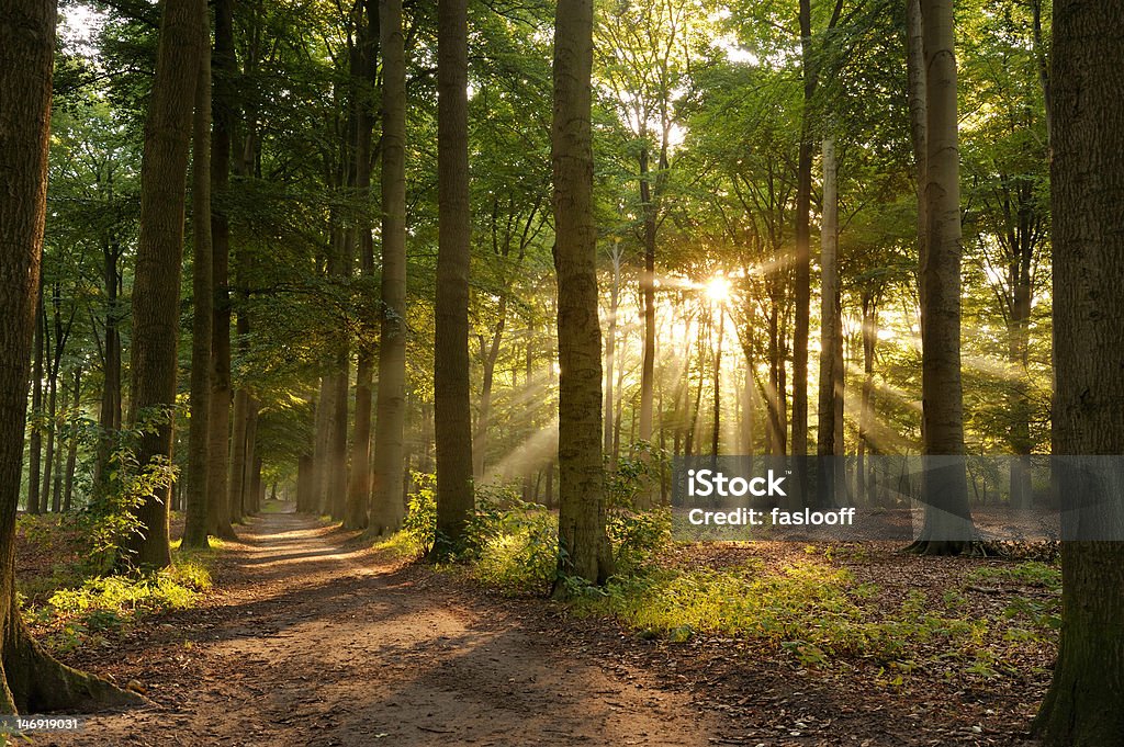 Footpath in forest with sunlight. Forest path with sunbeams at morning. Forest Stock Photo