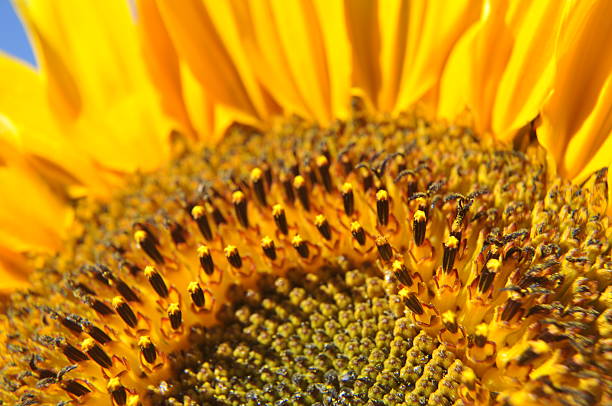 SunFlower close up stock photo