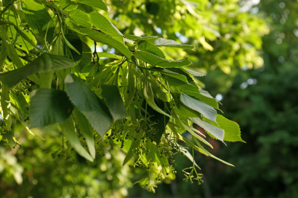 istock Closeup view of blossoming linden tree outdoors on sunny spring day 1469191019