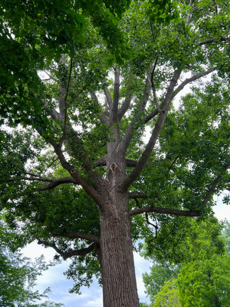istock Beautiful tree with green leaves outdoors, low angle view 1469191066