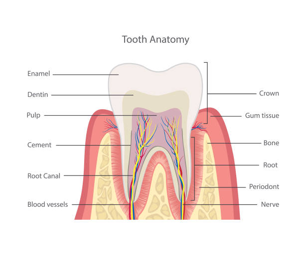 illustrations, cliparts, dessins animés et icônes de structure des dents. anatomie des dents. illustration médicale dentaire. - pulpe