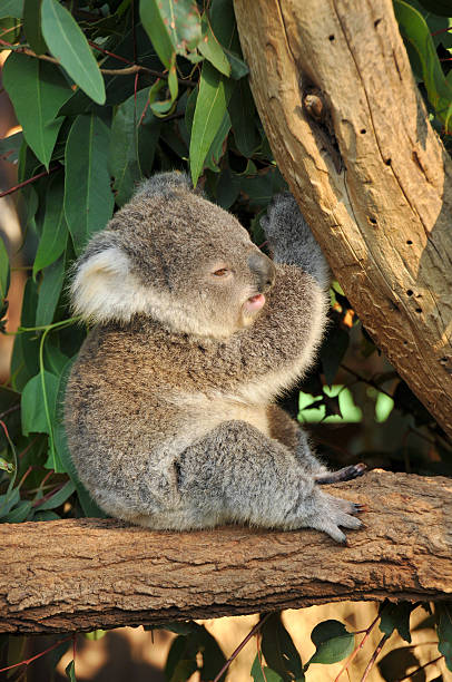 Koala joey sits on a tree stock photo