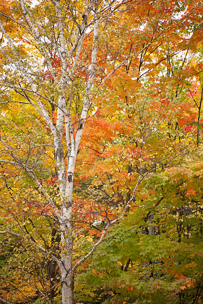 Los colores del otoño - foto de stock