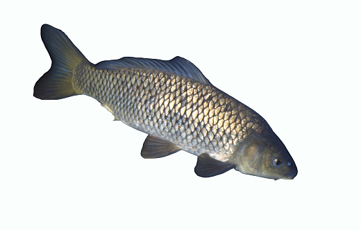 Nile tilapia fish isolated on white background with clipping path. Nile cichlids Mozambique tilapia Oreochromis