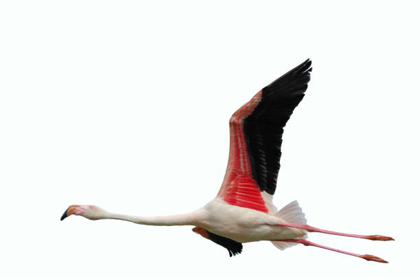 istock greater flamingo in flying 1469194257