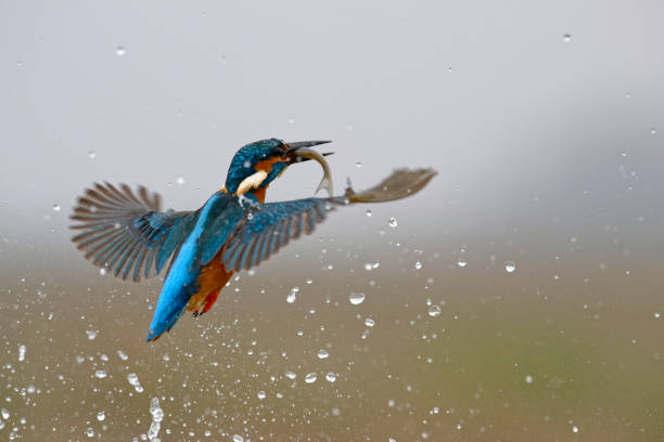 istock kingfisher fishing 1469194399