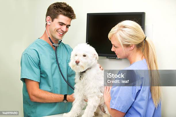 Photo libre de droit de Vétérinaire Checkup banque d'images et plus d'images libres de droit de Chiot - Chiot, Travail d'équipe, Vétérinaire