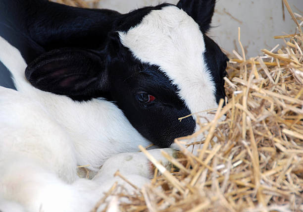 istock Bull calf laying down in the straw. 146919519