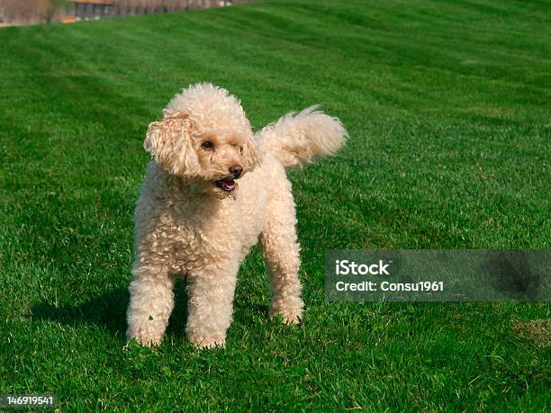 Caniche Foto de stock y más banco de imágenes de Animal - Animal, Cachorro - Animal salvaje, Cachorro - Perro