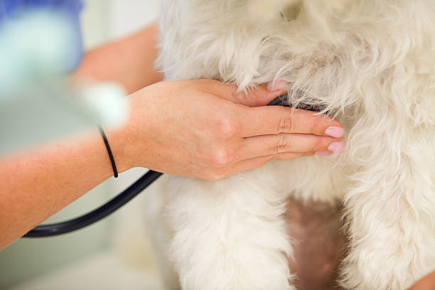 istock Dog Heart Rate 146919586