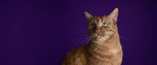 istock Ginger cat looking funny away over purple background. Panoramic image with copy space. 1469195911