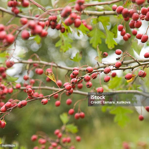 Photo libre de droit de Hawthorn banque d'images et plus d'images libres de droit de Aubépine - Plante - Aubépine - Plante, Automne, Baie - Partie d'une plante