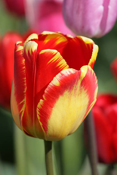 istock tulip flower 146919680