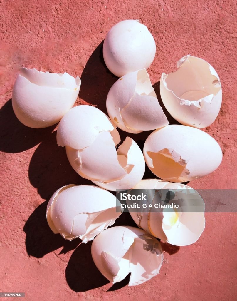 Egg Shell Through Eggshells Egg Shell Shells Of Eggs Broken Egg Outer Covering ...