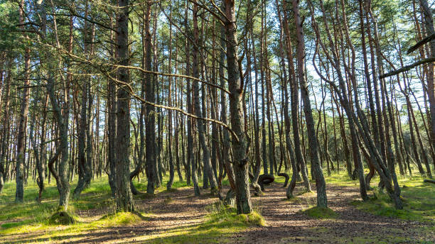 favolosa foresta danzante su muschio verde illuminato da raggi di sole sullo spiedo dei curi, regione di kaliningrad, russia. tronchi di pini ricoperti di muschio nella foresta o nei boschi vicino al mar baltico - mystics foto e immagini stock