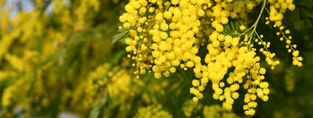 The Yellow Mimosa tree flowers in February. Spring yellow flowers of the mimosa on the branches of a tree. Natural floral background. banner stock photo