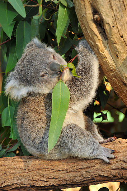 Koala joey eats eucalyptus leaf stock photo