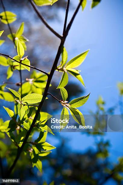 Foto de Elm Folhas e mais fotos de stock de Arbusto - Arbusto, Azul, Beleza natural - Natureza