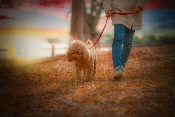 istock dog 400 Dog-walking 1469198856