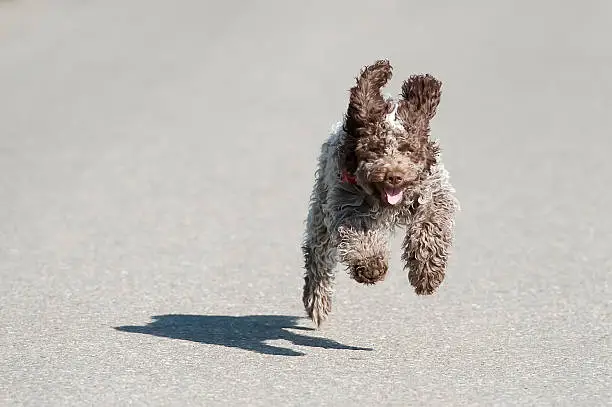 Running and jumping dog