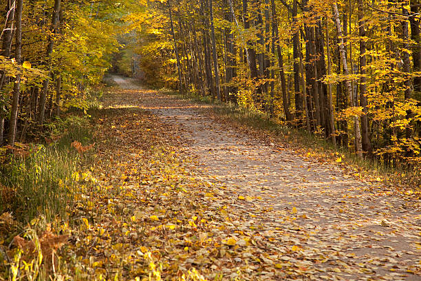 Sendero de excursionismo a través de los colores del otoño - foto de stock