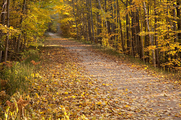 Caminho através de uma caminhada de outono cores - fotografia de stock