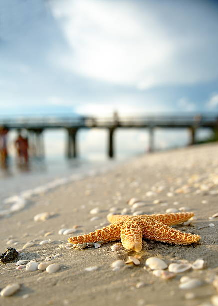Gulf of Mexico,Naples pier,starfish Gulf of mexico naples pier,sunset,starfish collier county stock pictures, royalty-free photos & images