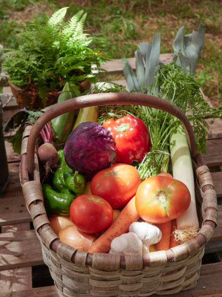 istock Wicker basket with assorted organic vegetables harvested in the garden 1469199949