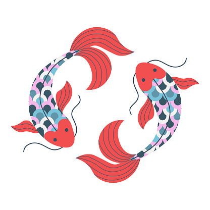 Two japanese koi fish swimming. Asian carp fishes moving on circle illustration.