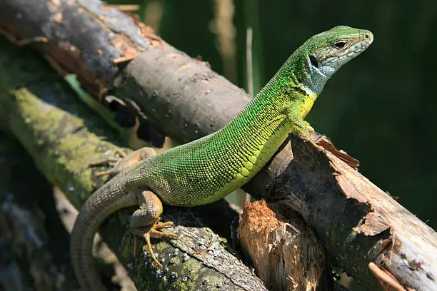 Green lizard on the wooden fence
