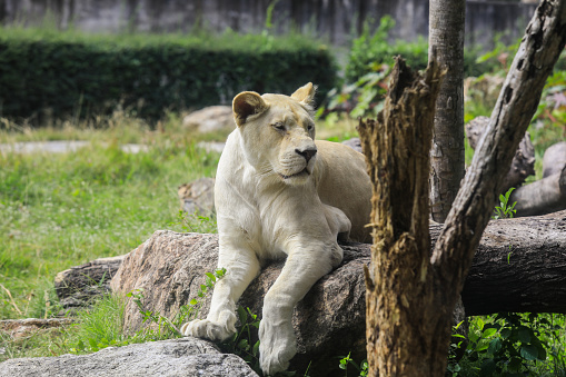 Big White Lioness in the Open Zoo, Thailand