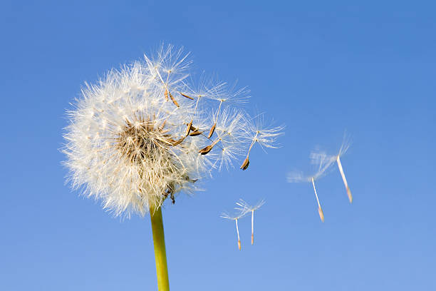 タンポポの種子 - clear sky flower part flower macro ストックフォトと画像