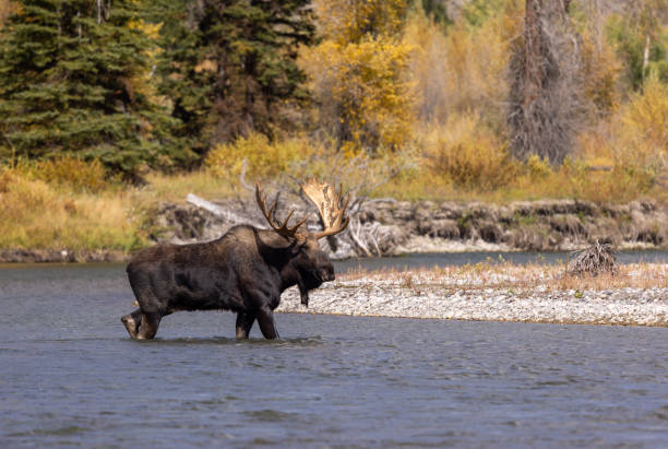 istock Bull Moose in the Snake River Wyoming During the Fall Rut 1469203111