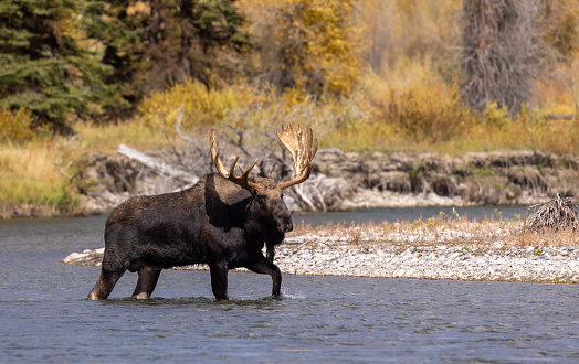 a bull moose in the Snake River Wyoming during the rut in autumn