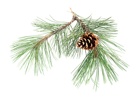 Pine branch with the cone on a white background