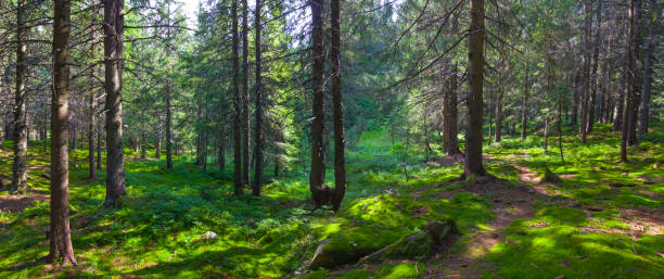 istock small ground road through summer fir forest 1469204042