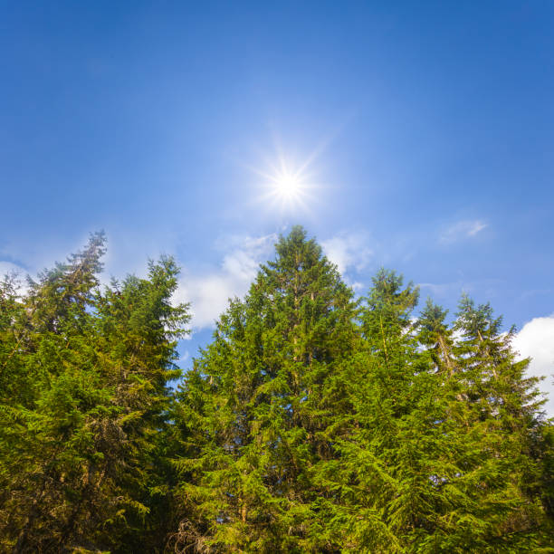 istock closeup fir tree forest on sunny sky background 1469204059